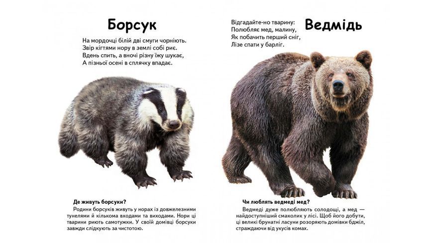 Хто це? Лісові тварини. Запитання та відповіді 9789669470379 фото